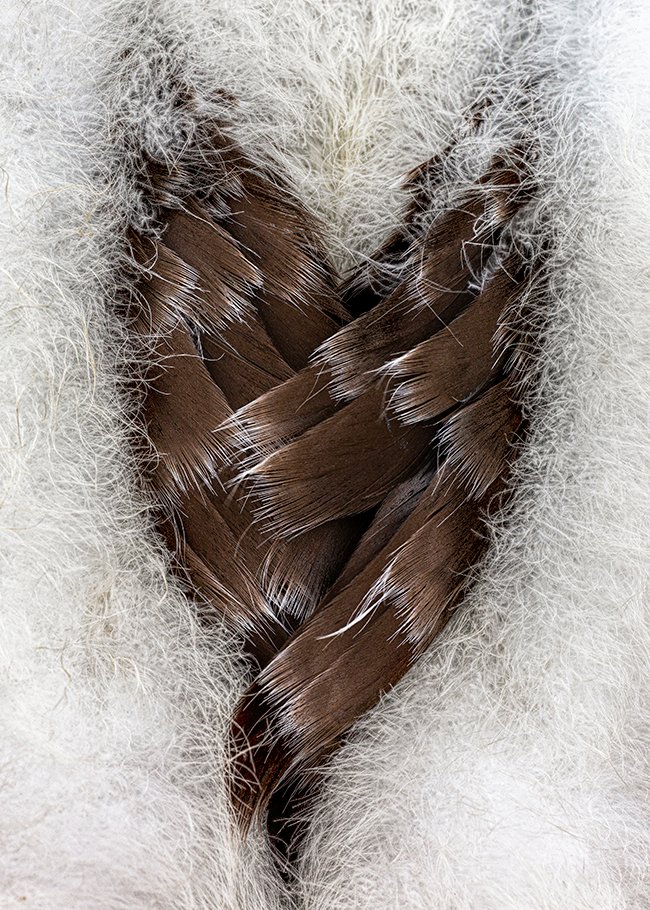 HEART OF FEATHERS